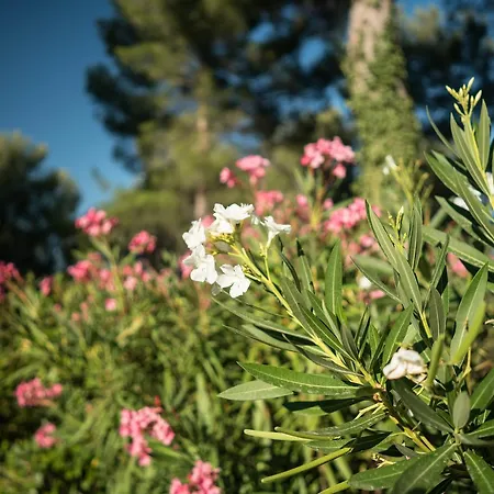 Bed & Breakfast Domaine De Saint Clair Aix-en-Provence
